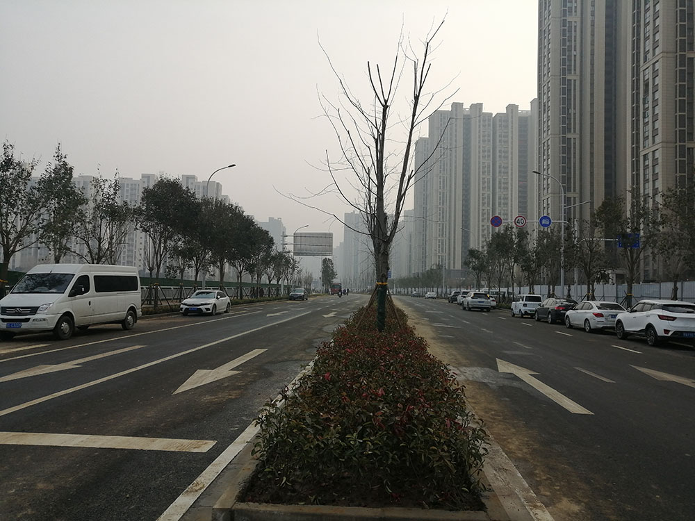 特事特辦、創(chuàng)造速度奇跡 --洛達路（中原路-穎河路）綠化工程完工